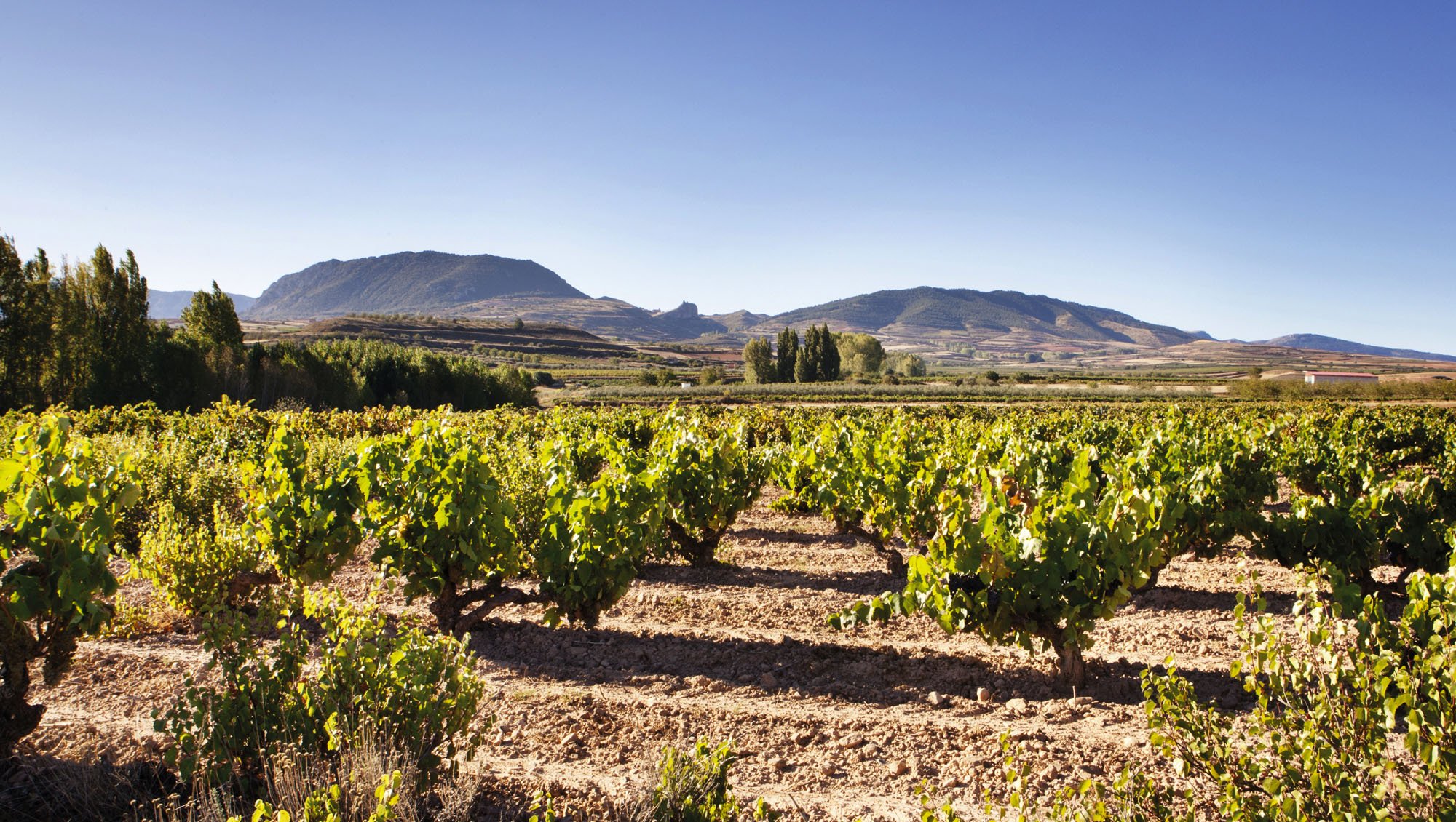 Criadores de Rioja