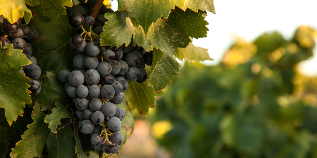 Bodegas d Mateos