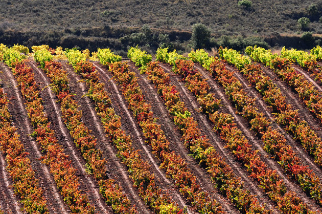 Siderales, S.L., Bodegas