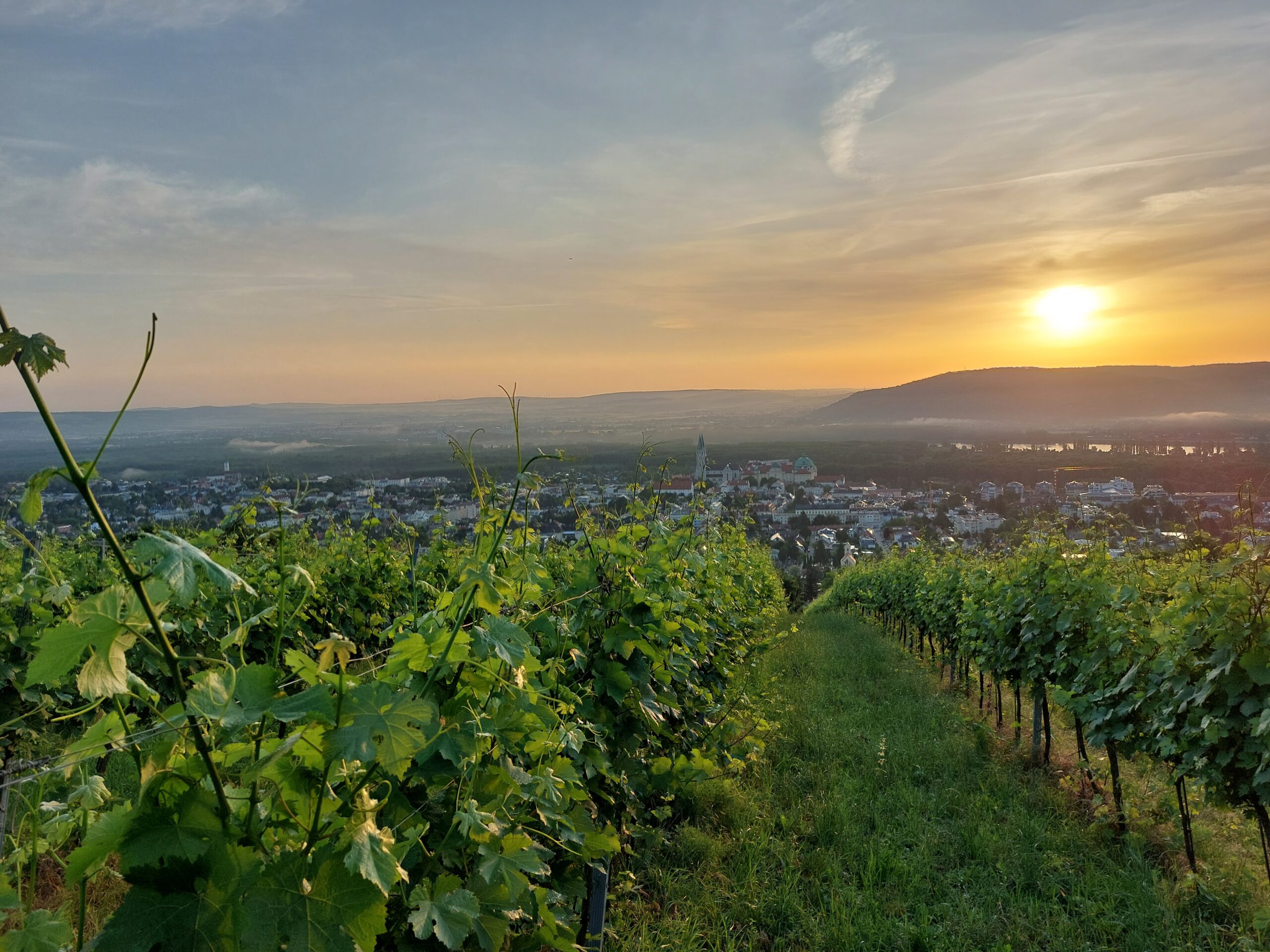 Kerbl am Weinberg