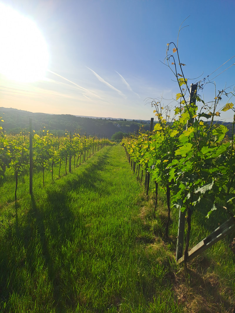 Grießbacher