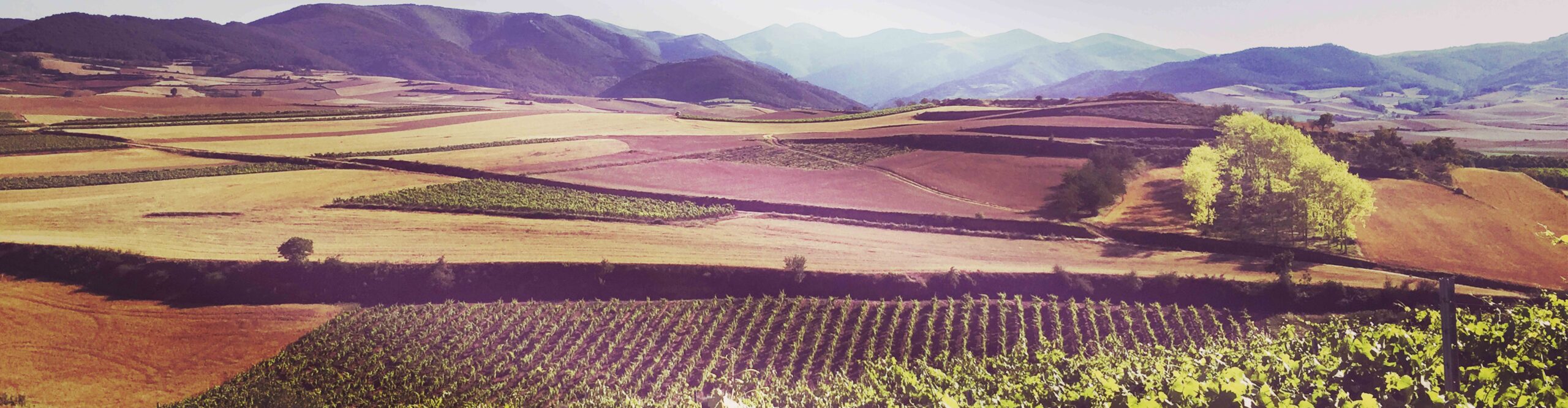 Rivalia Bodegas y Viñedos, S.L.