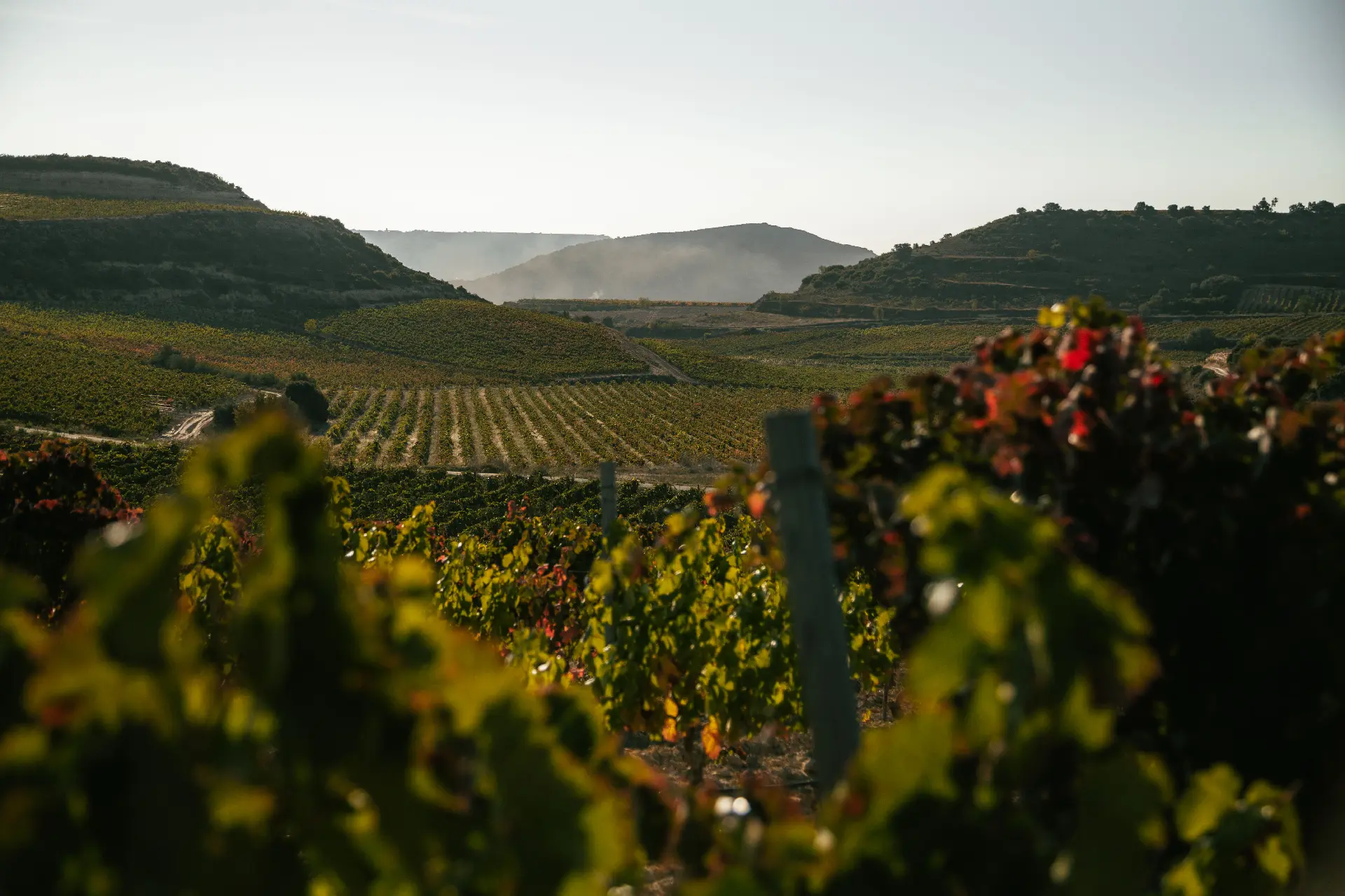 Bodegas Larchago