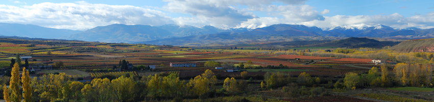 Bodegas y Viñedos Moral, S.L.