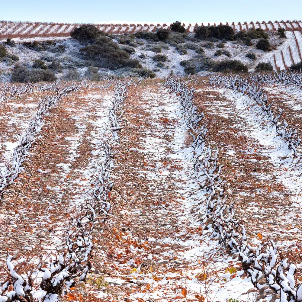 Viñedos Montalvillo, S.L.