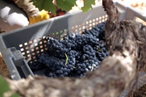Bodega Tomás Postigo
