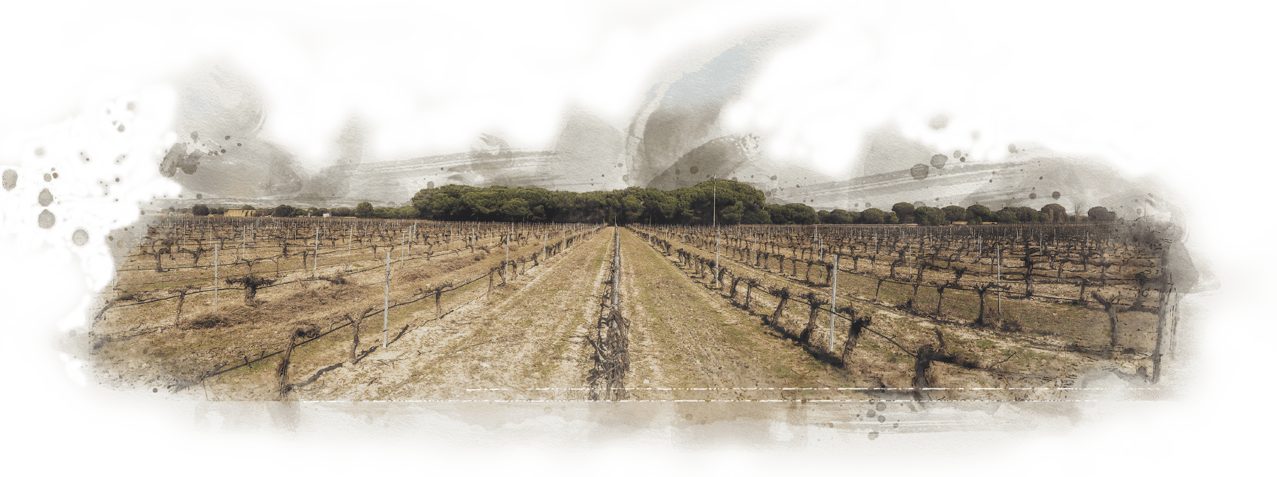 Bodegas Cruz de Alba, S.L.
