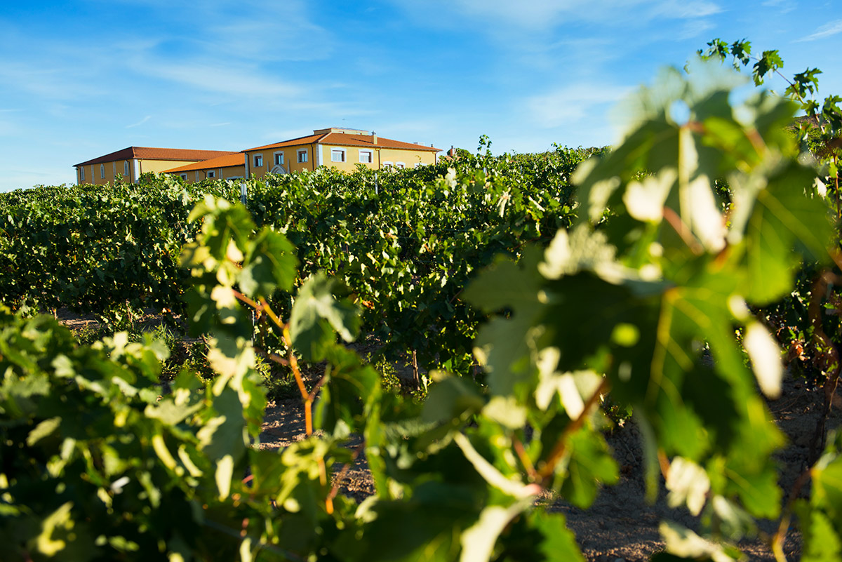 Bodegas Finca La Capilla