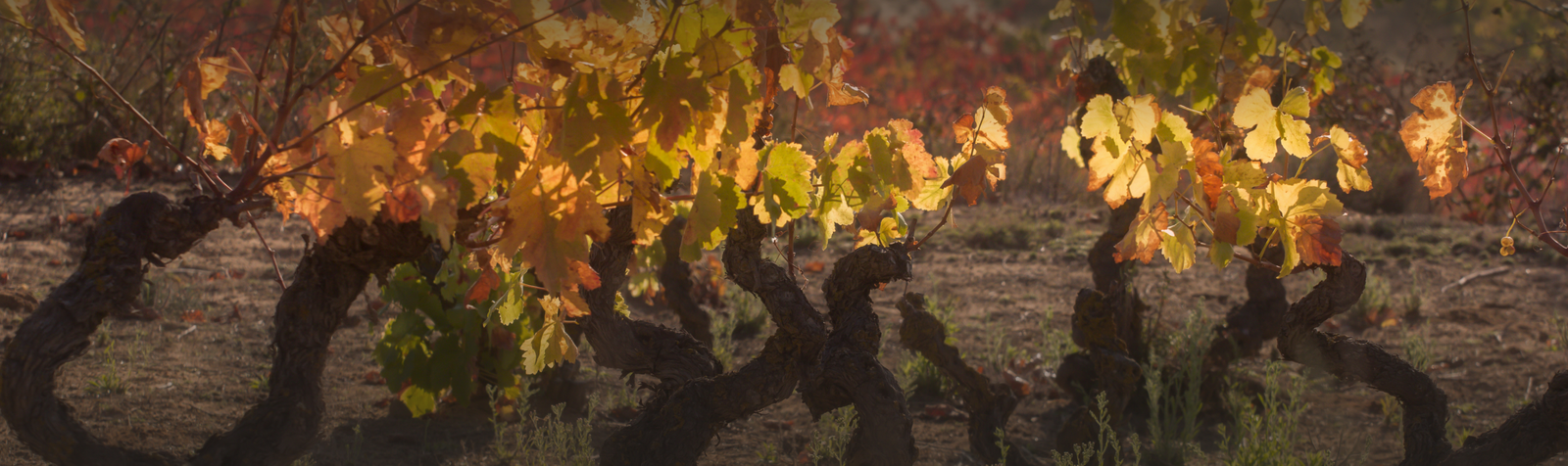 Bodegas la Horra, S.L.