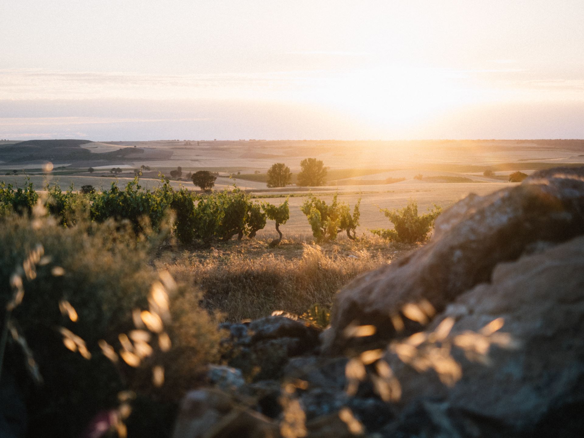 Bodegas Pinea del Duero, S.L.