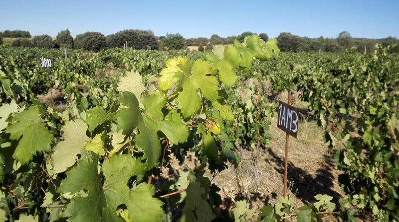 La Quinta Vendimia, S.L.