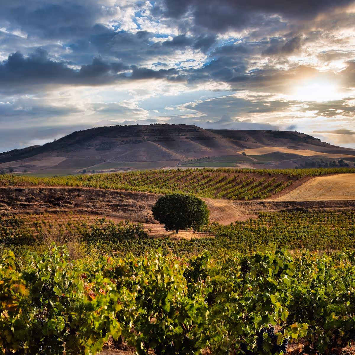 Bodegas Vilano