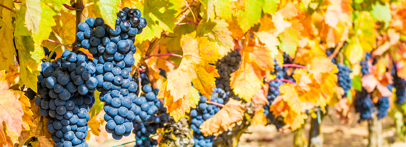 Bodegas Vitulia, S.L.