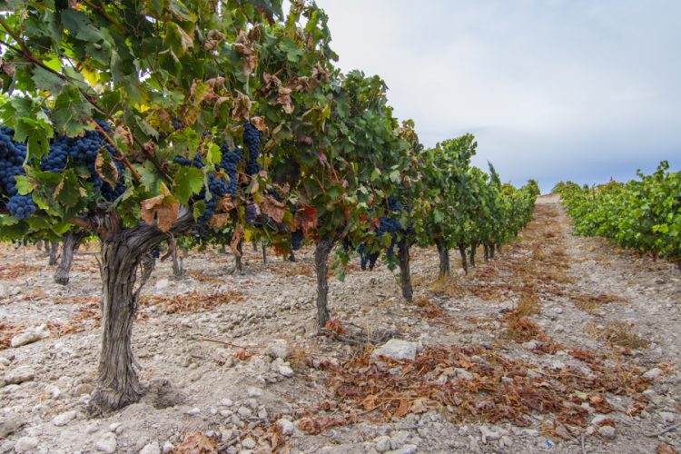 Lynus Viñedos y Bodegas, S.L.