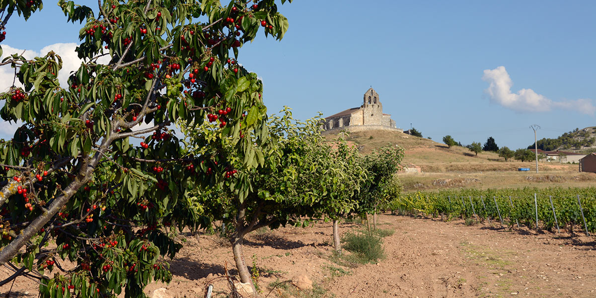 Pomar Viñedos, S.L.