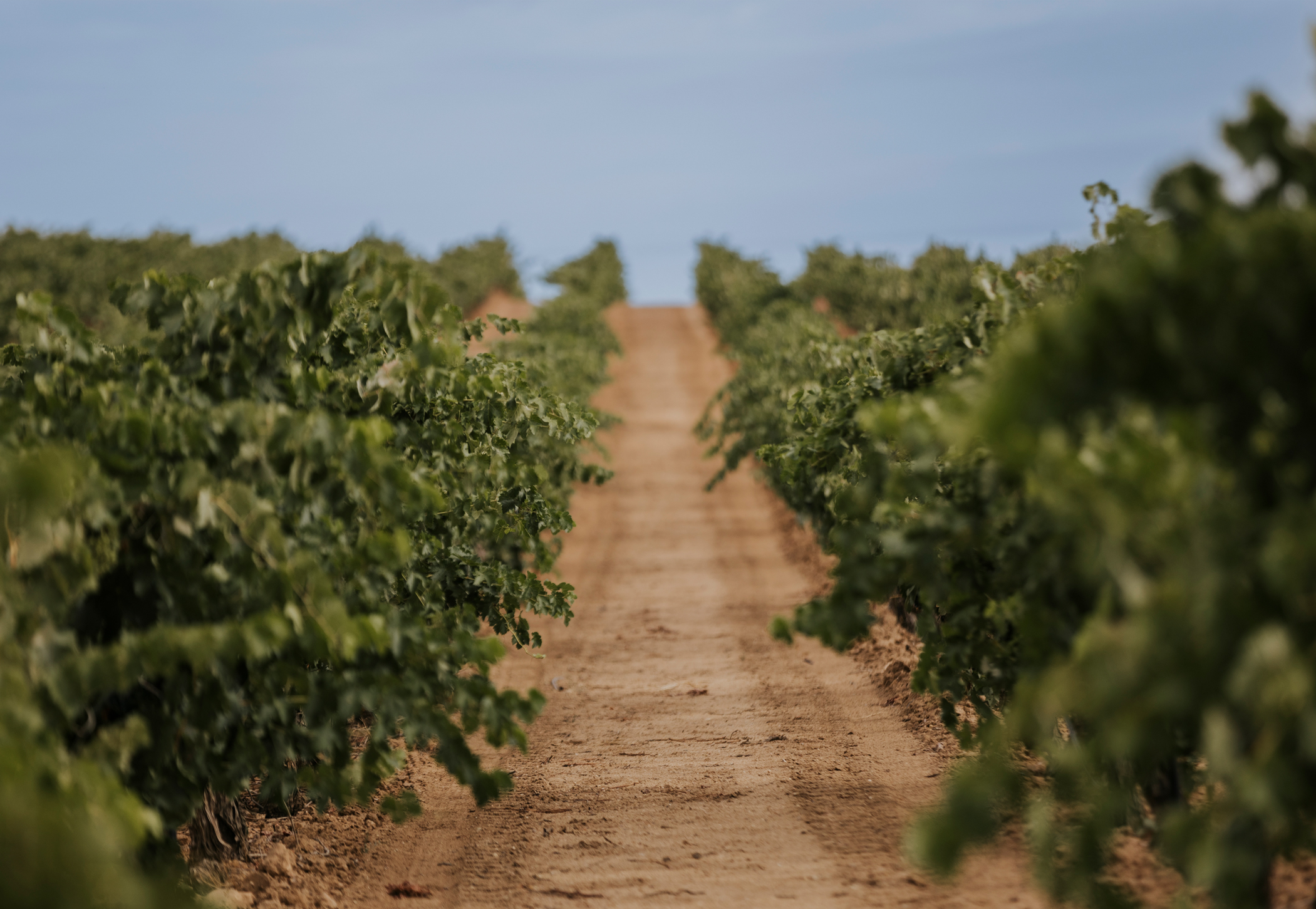 Viñedos y Bodegas Áster, S.L.