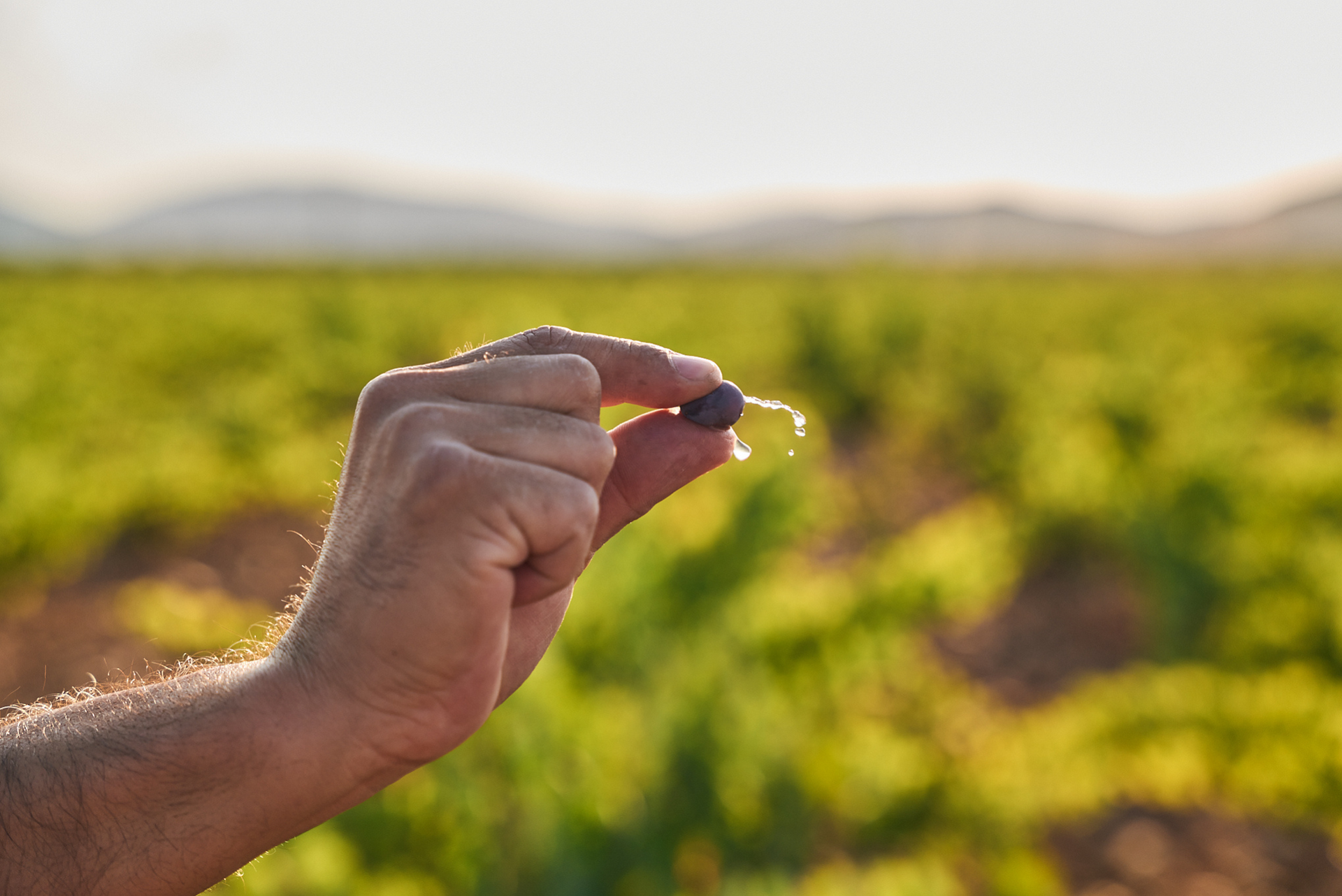 Del �lamo Family Vineyards