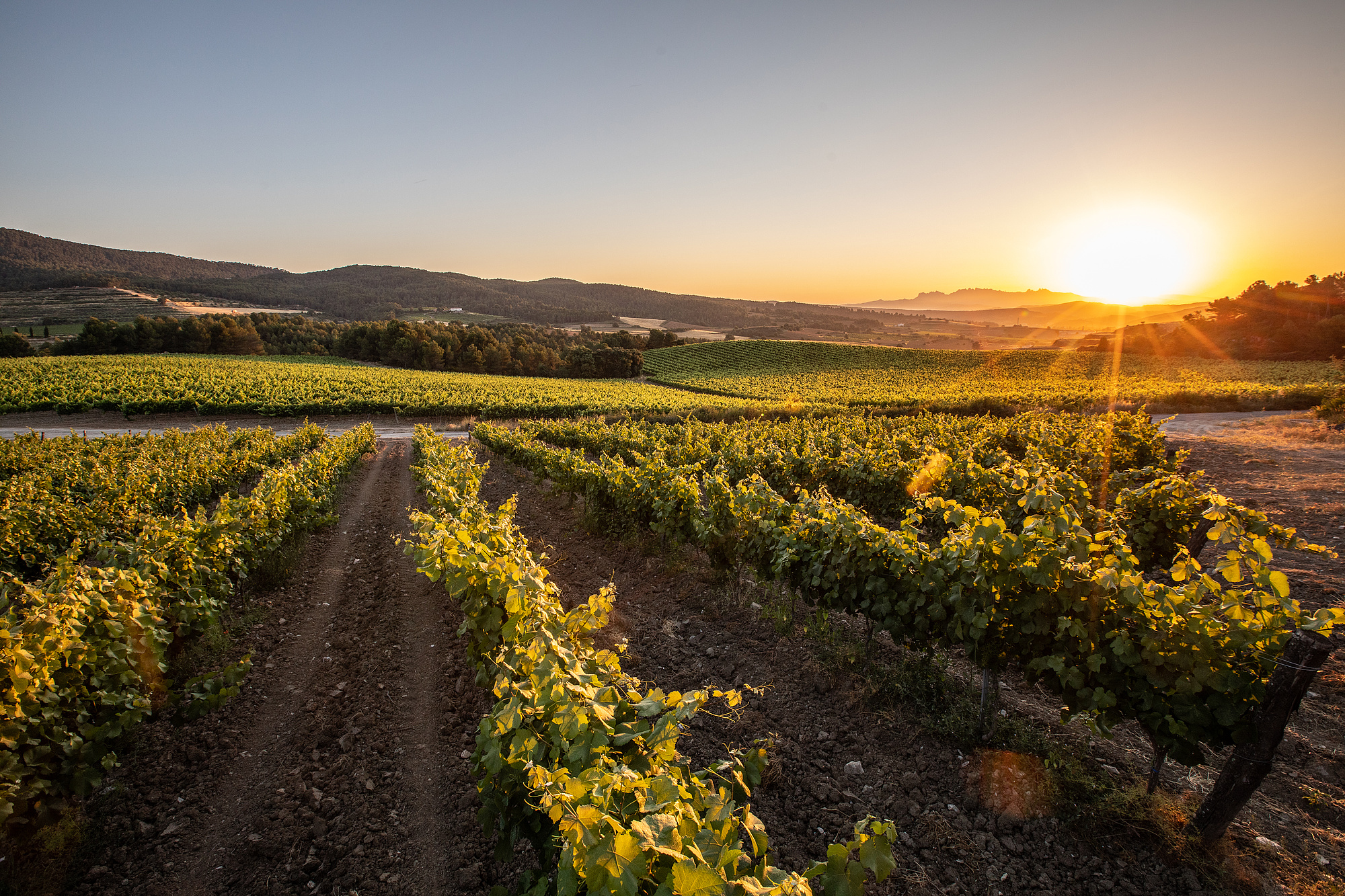 Freixenet