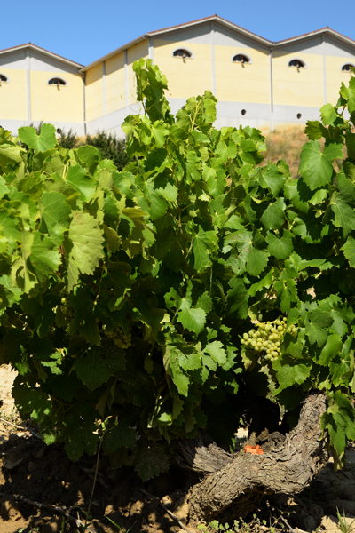 Bodega de Sada
