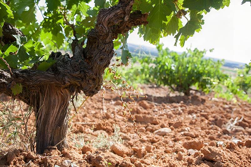 Bodega Legado de Orniz