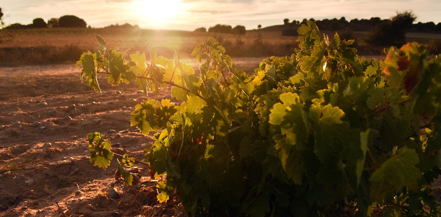 Bodega Ramón Ramos II