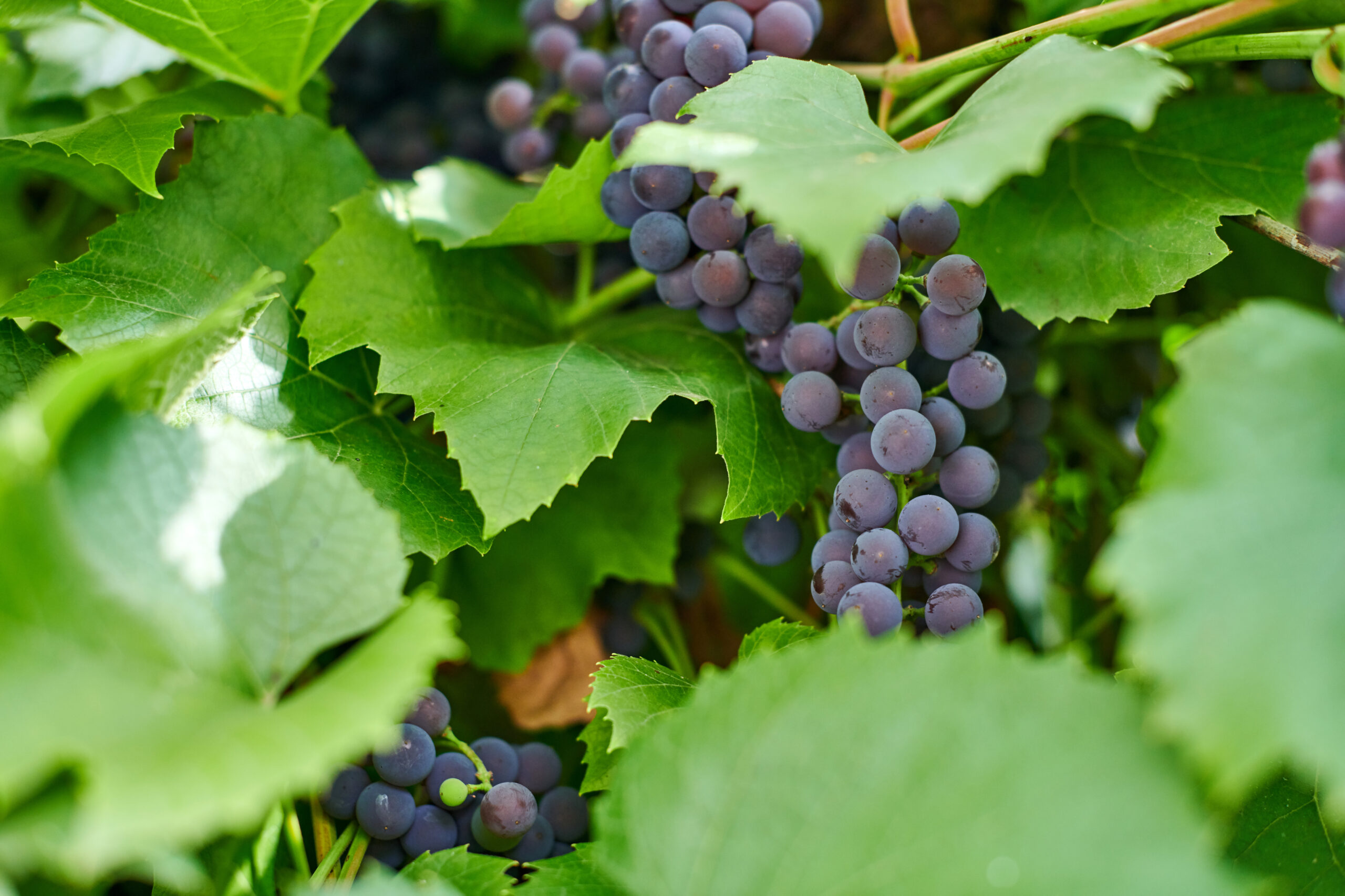 Bodegas Bigardo