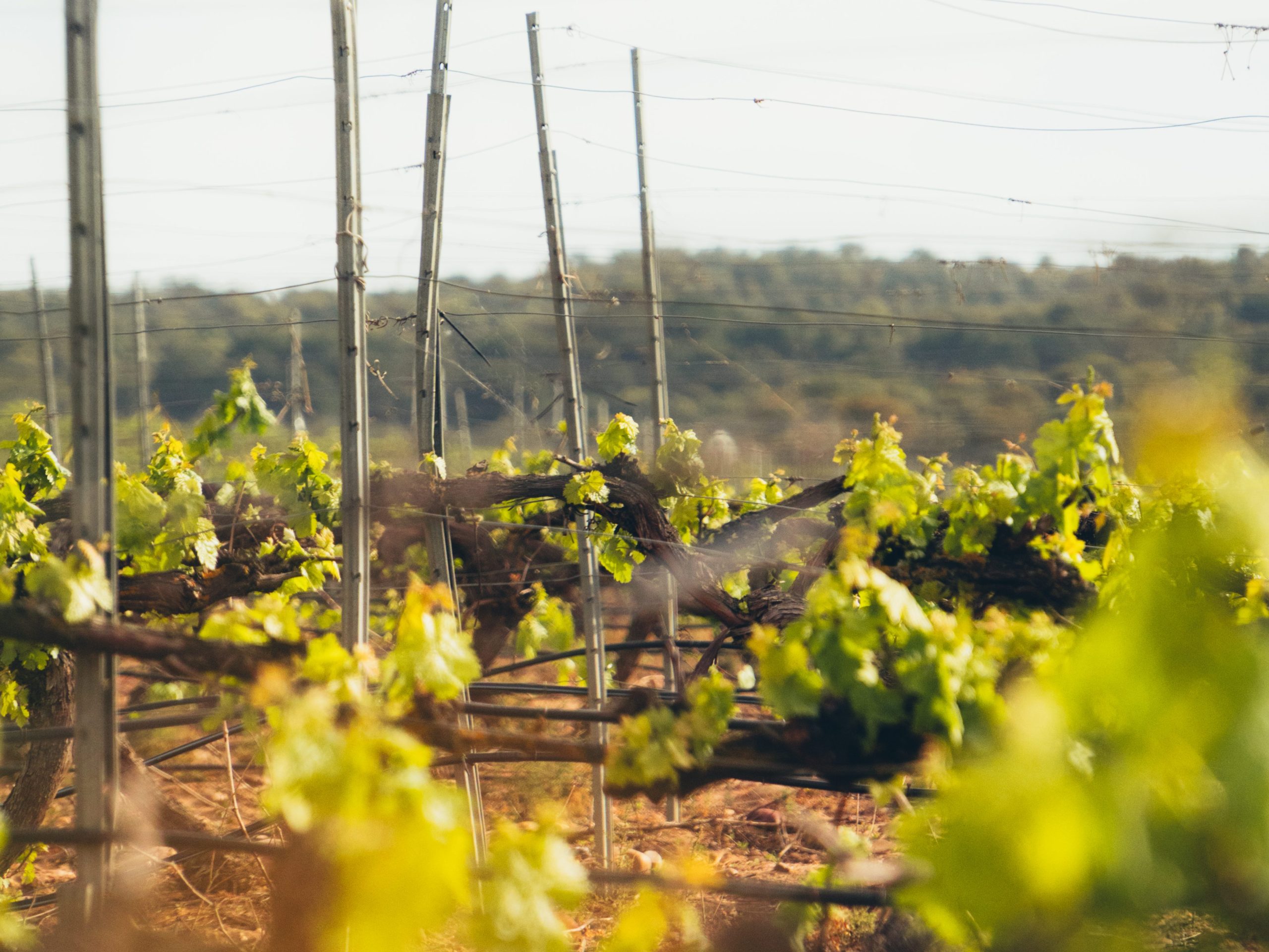 Bodegas Monte la Reina