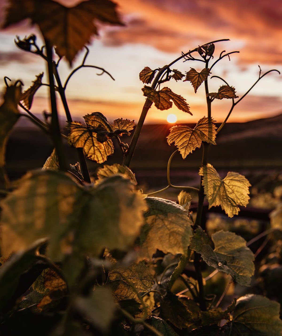 Bodegas y Viñedos Maires