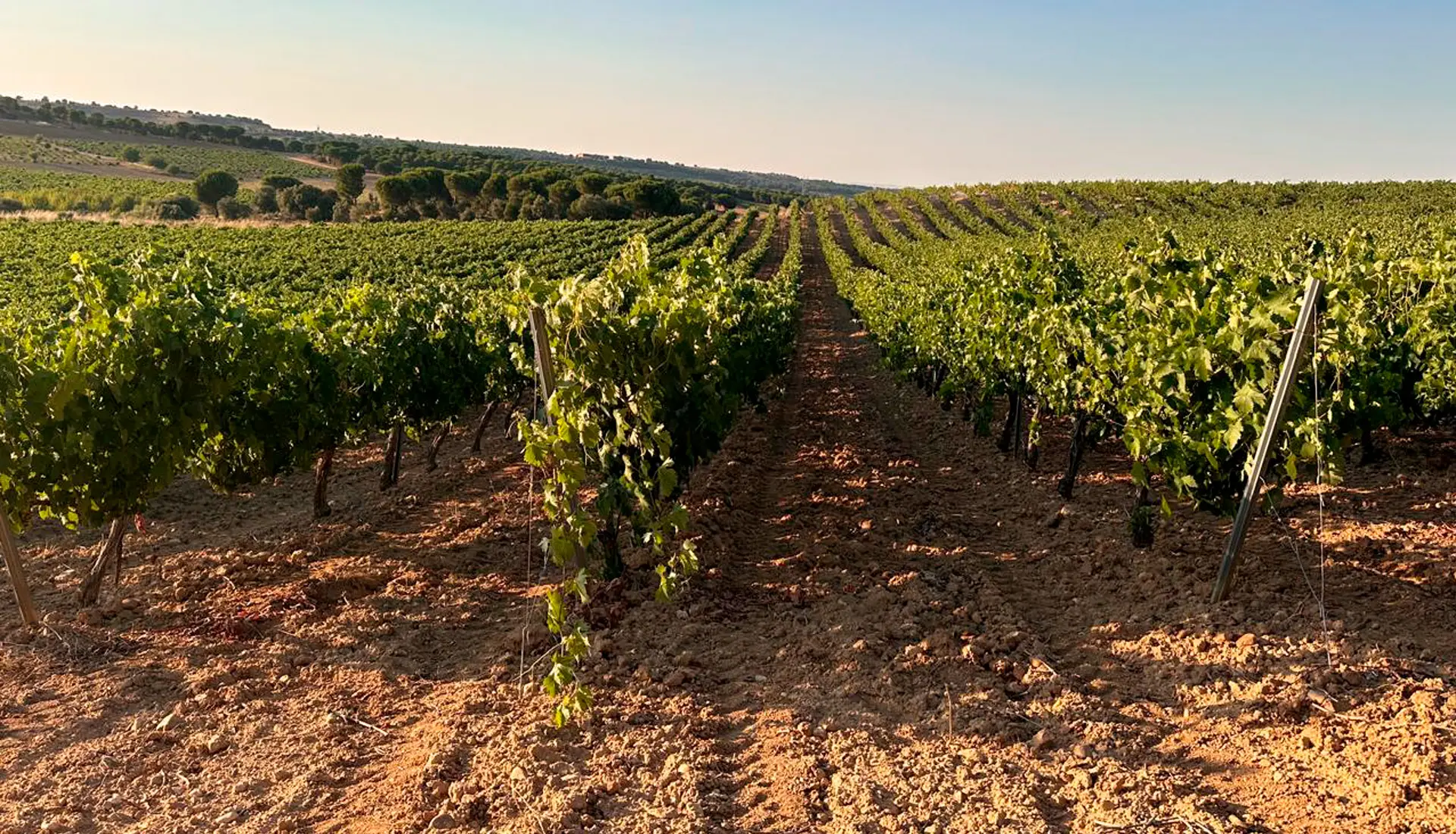 Bodegas y Viñedos la Guardesa de Toro