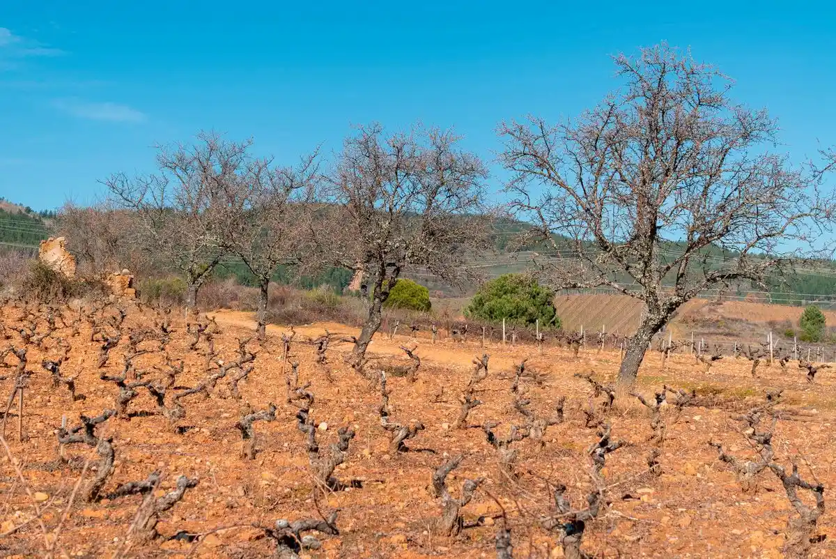 Bodega del Abad, S.L.