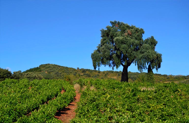 Bodega y Viñedos Hija de Aníbal, S.L.