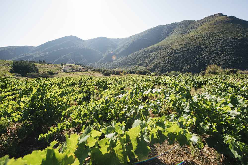 Bodegas y Viñedos Mengoba, S.L.