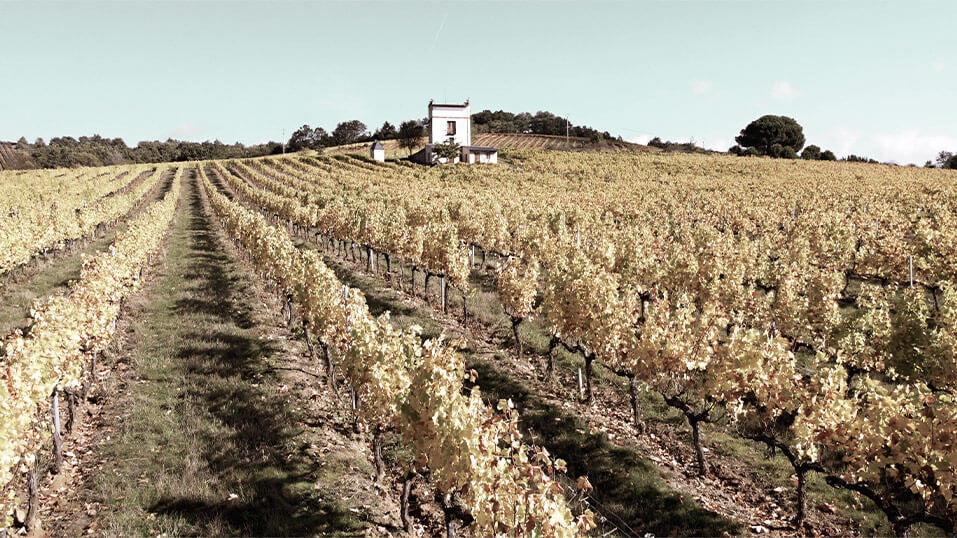 Valdecontina Viñedos y Bodega
