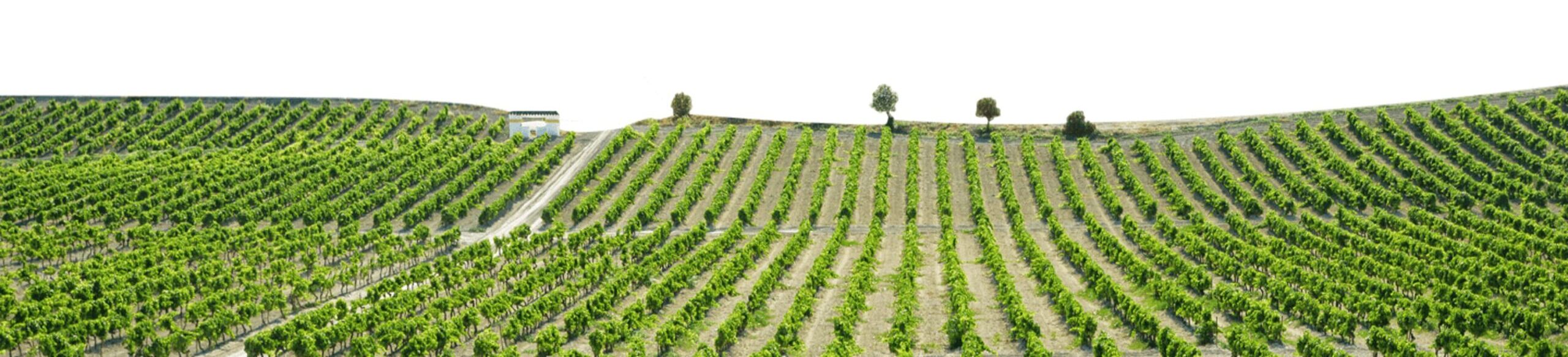 Bodegas Fundador