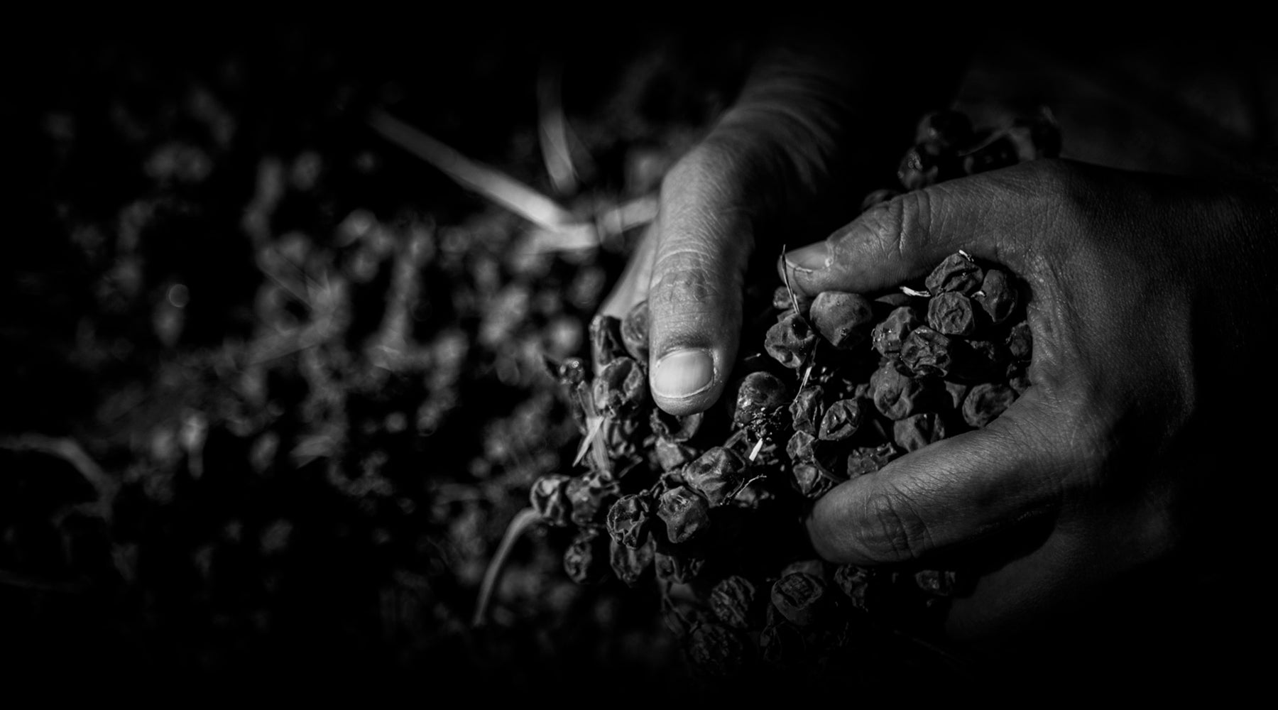 Bodegas Ximénez-Spínola
