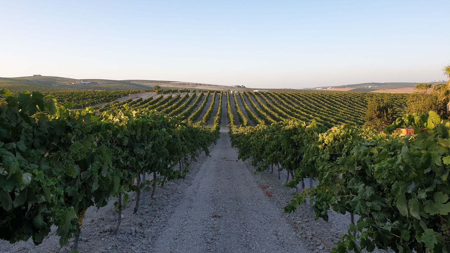 Viñedos La Trinidad