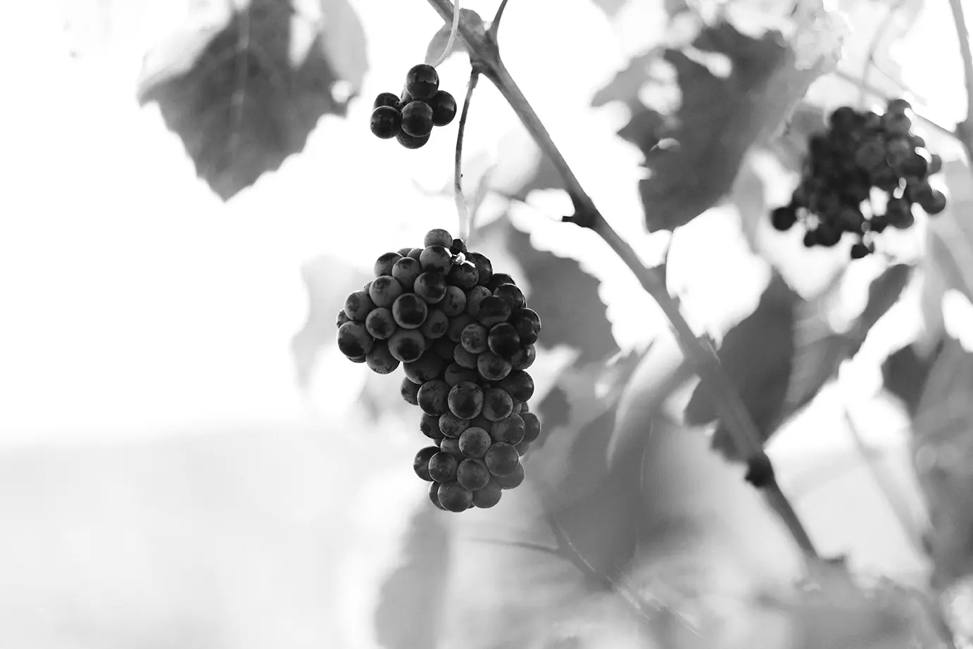 Ramón Izquierdo Viñedos y Bodegas