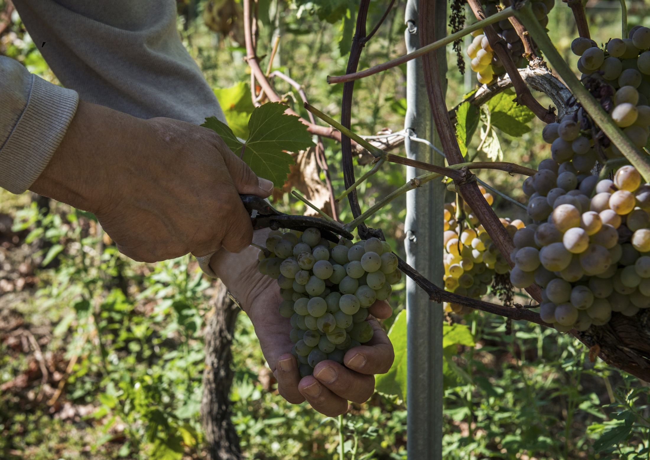 Bodegas O´ Ventosela