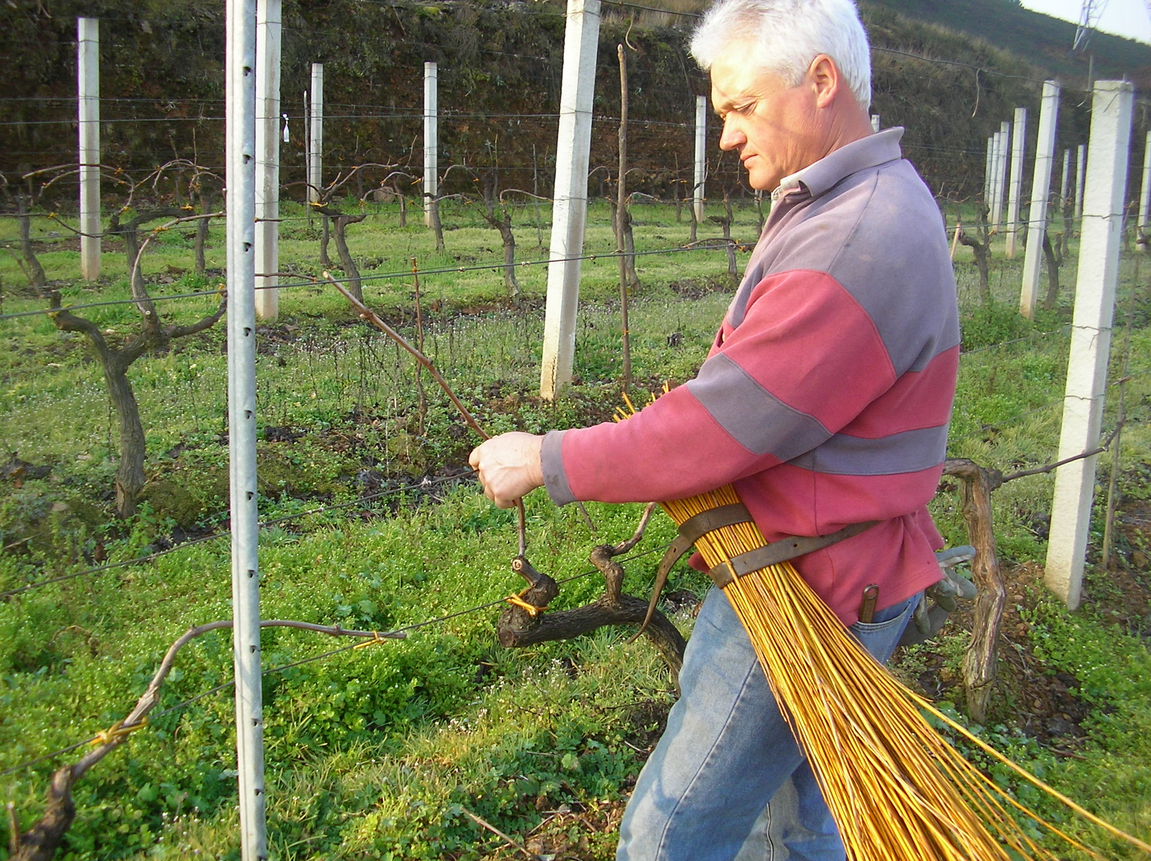 Bodegas Val de Souto