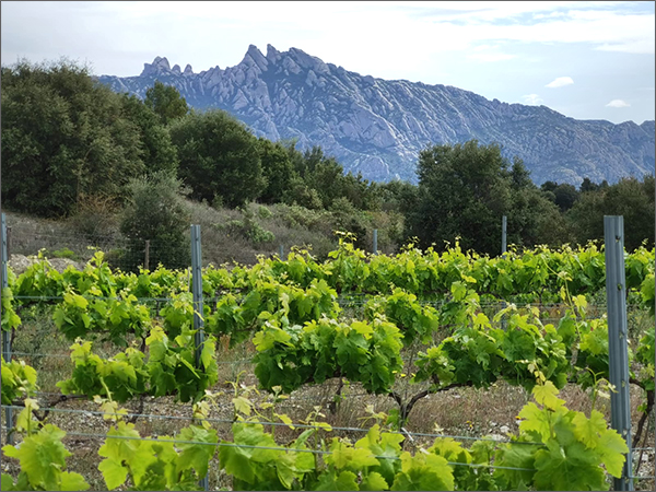 Celler Mas del Vidre