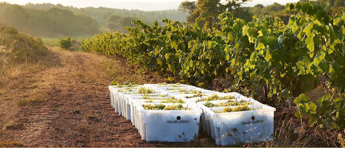Celler Credo
