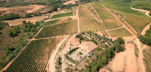 Torelló