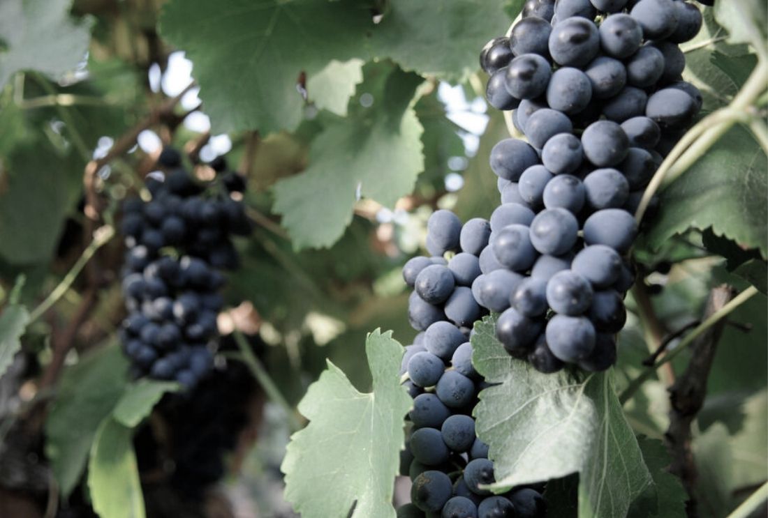Bodega Huerta de Albala