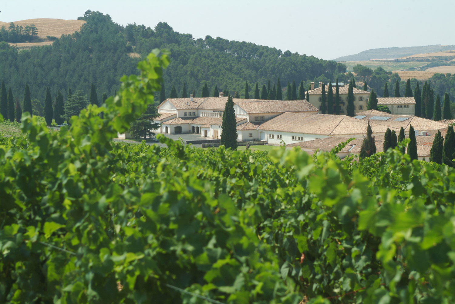 Bornos Vinos & Licores