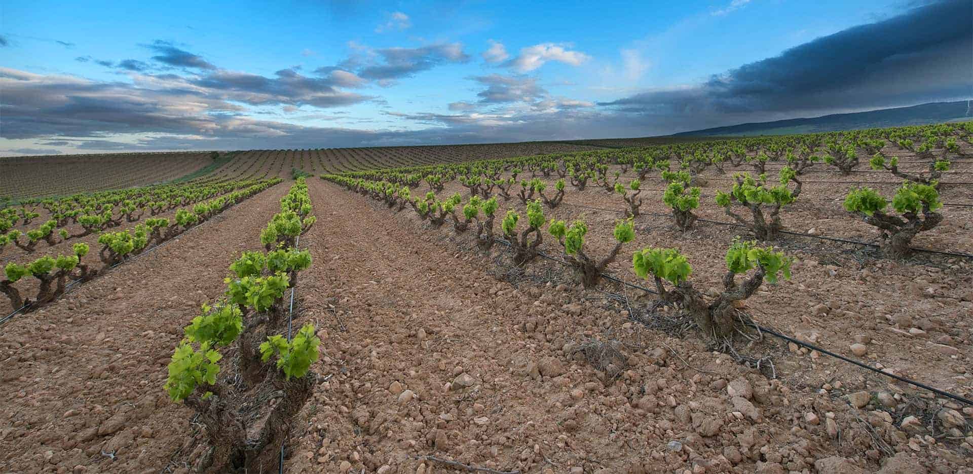 Fincas de Azabache