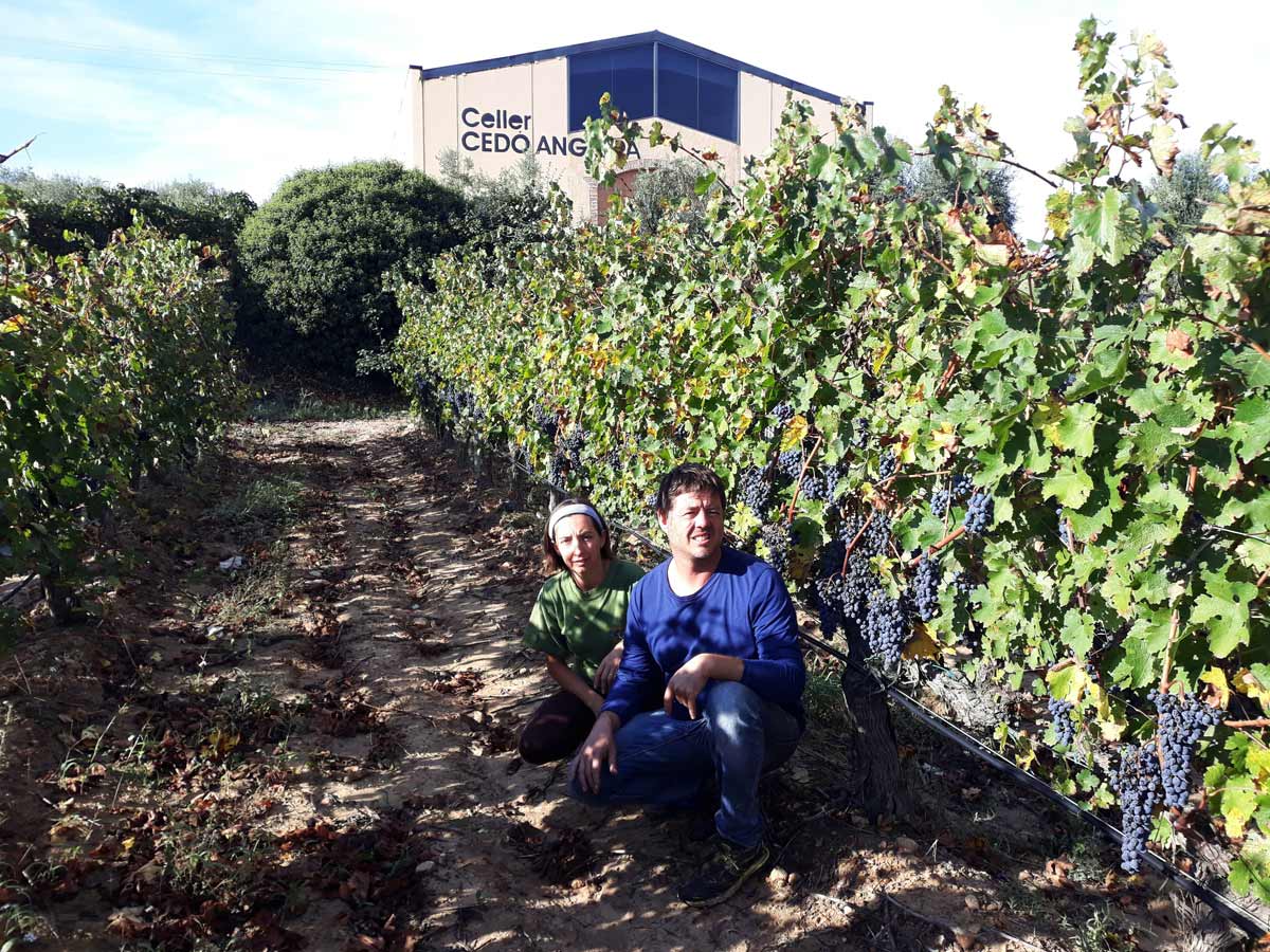 Celler Cedó Anguera