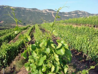 Celler Serra Major