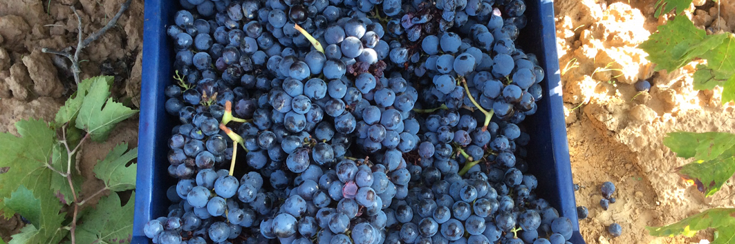 Estones Vins