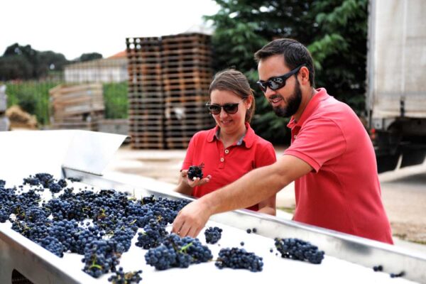Vinos de Manuel Manzaneque Suárez