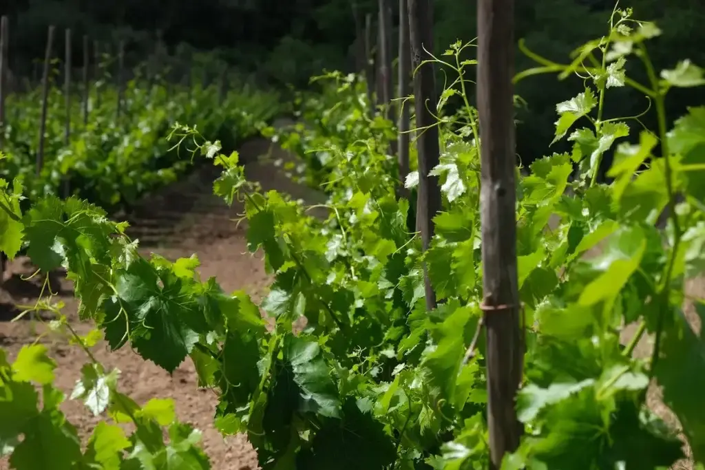 Orto Vins